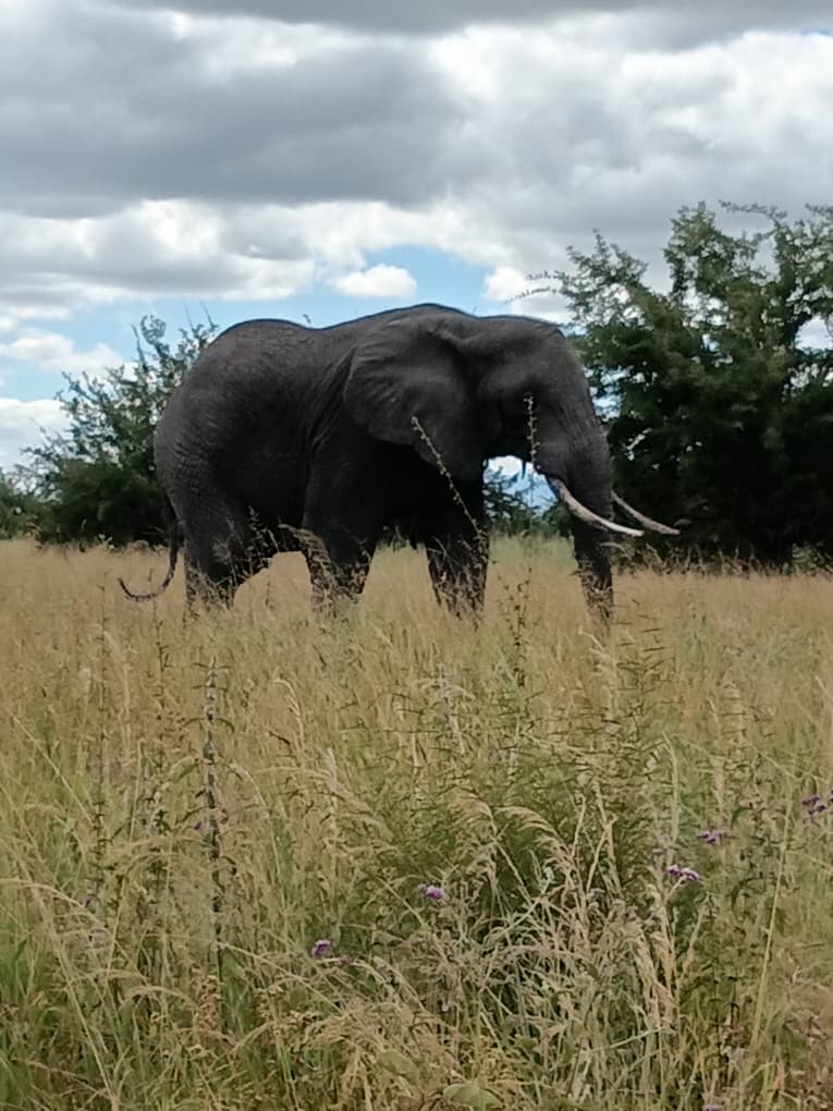 Tusked elephant grazing in tall savanna grass