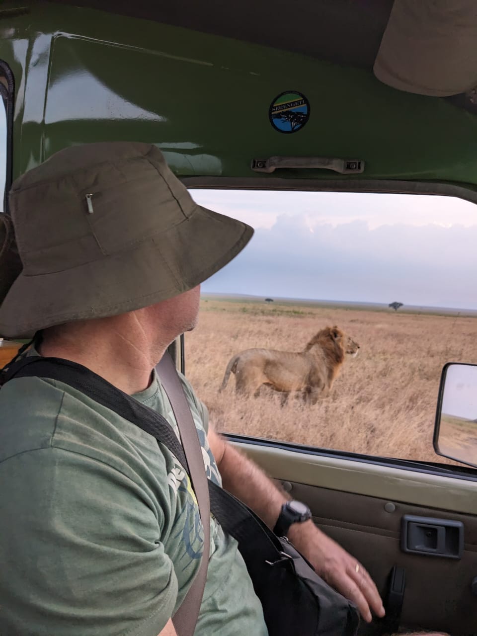 Guest viewing a wild male lion at eye level from a Serengeti safari vehicle