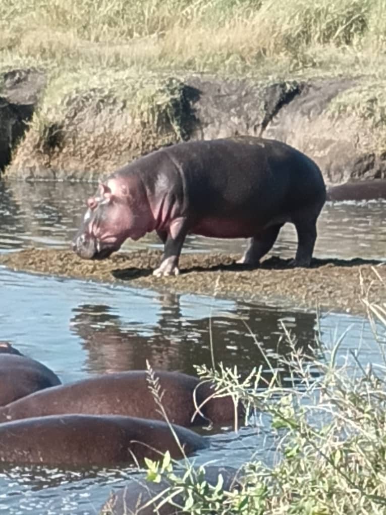 Hippo pod on a Serengeti riverbank