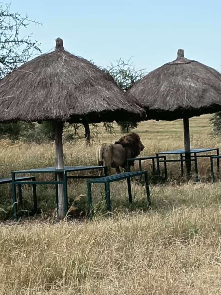 10-Day Serengeti & Zanzibar Luxury Escape — luxury Tanzania safari experience