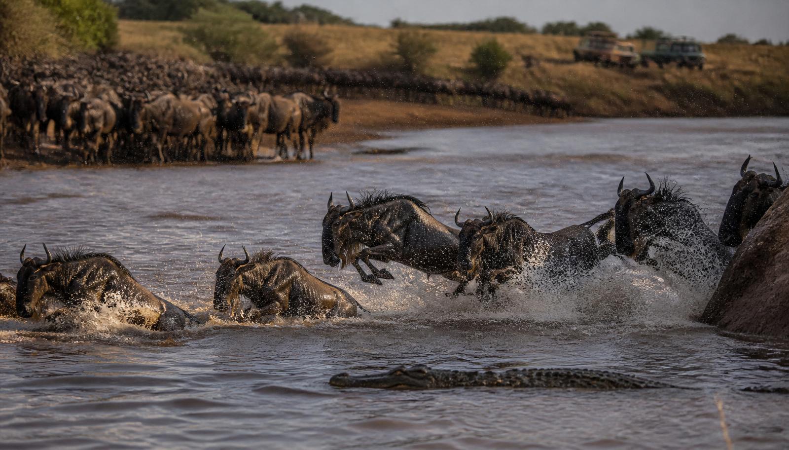 Herd of wildebeest mid-leap crossing the Mara River in Northern Serengeti at golden hour with a Nile crocodile approaching and safari vehicles watching from the far bank