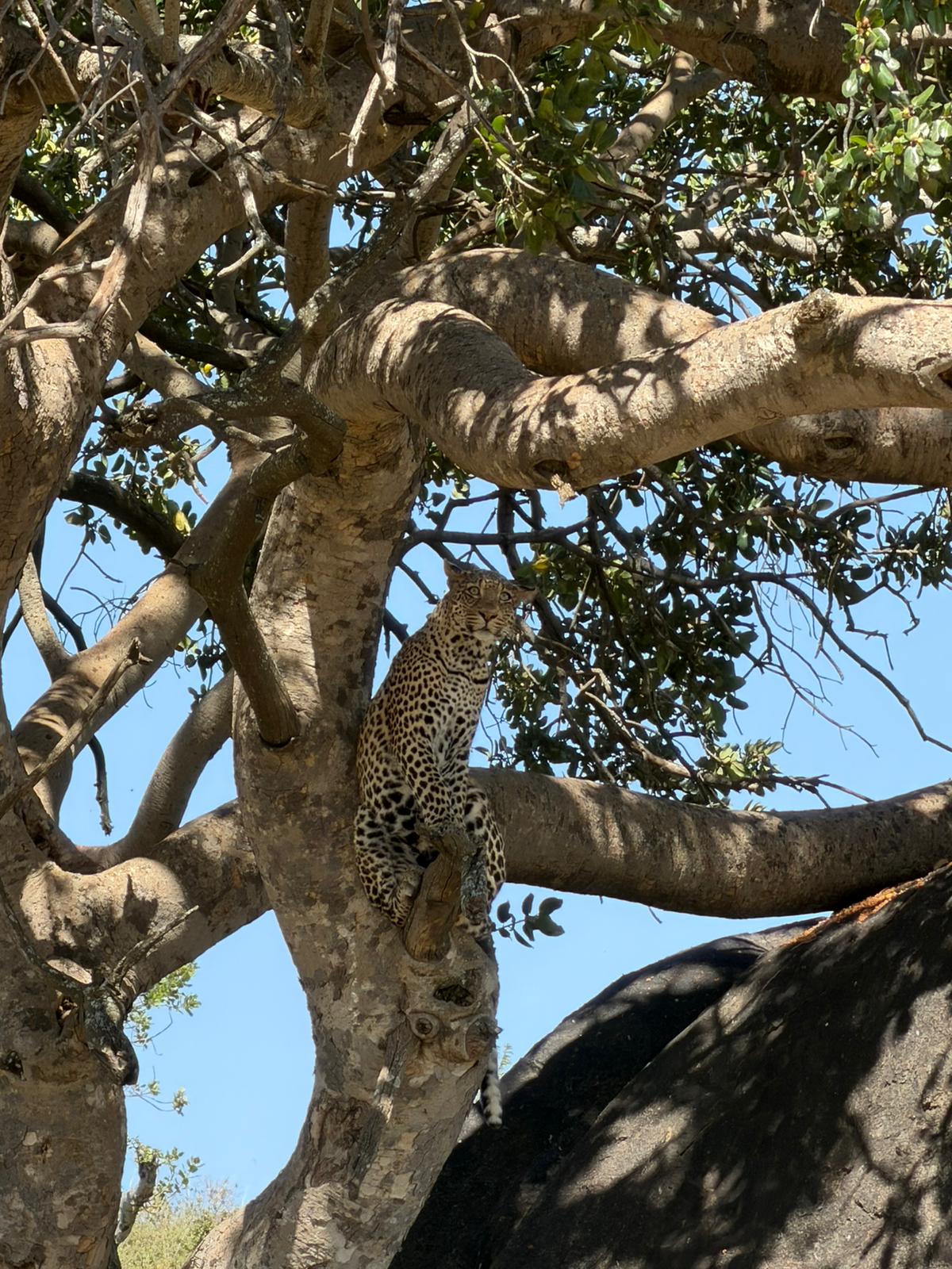 Leopard perched in an acacia tree
