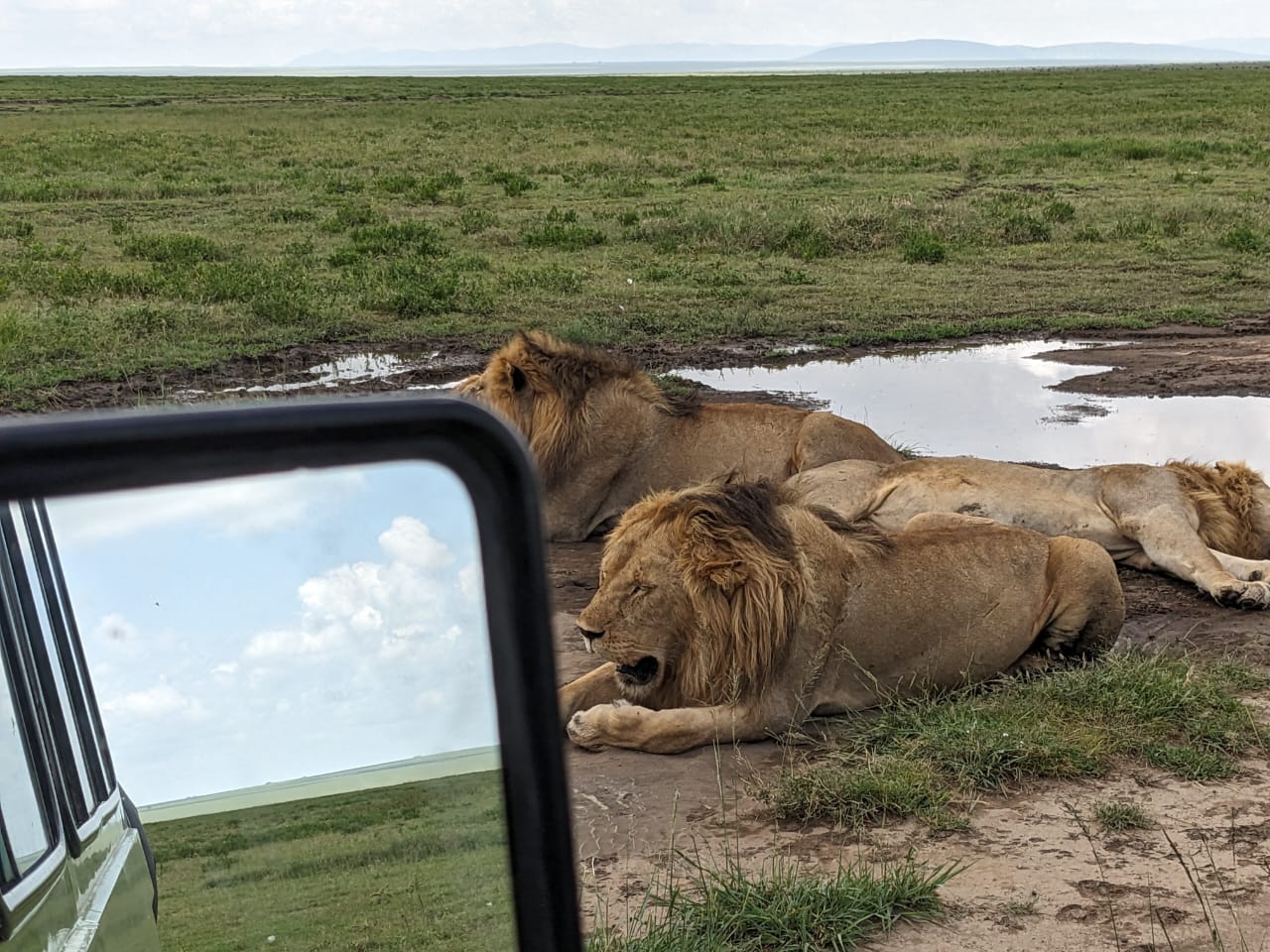 Two male lions resting beside a Ngorongoro waterhole — captured from an Olympus Adventure Land Cruiser