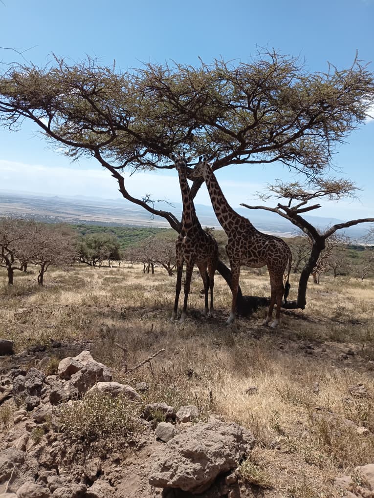 Masai giraffes sheltering under an acacia in Tarangire