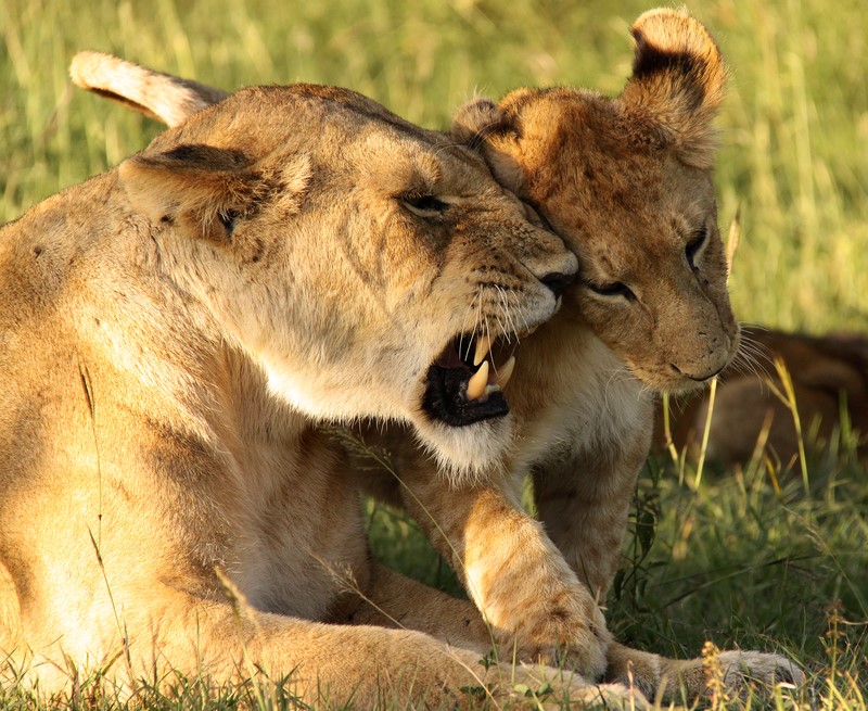 Luxury Tanzania safari at golden hour
