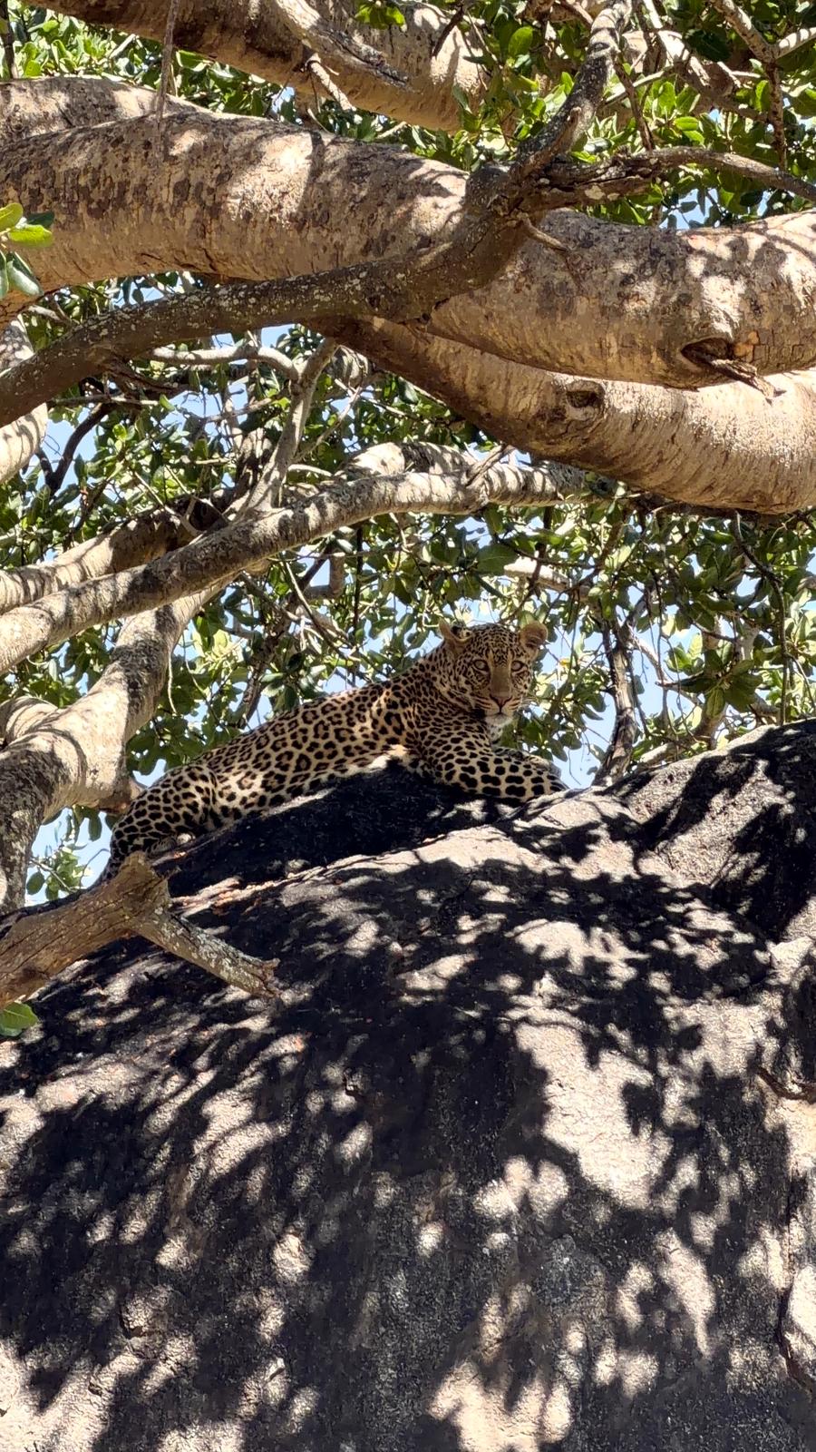 Leopard resting on a sun-dappled boulder