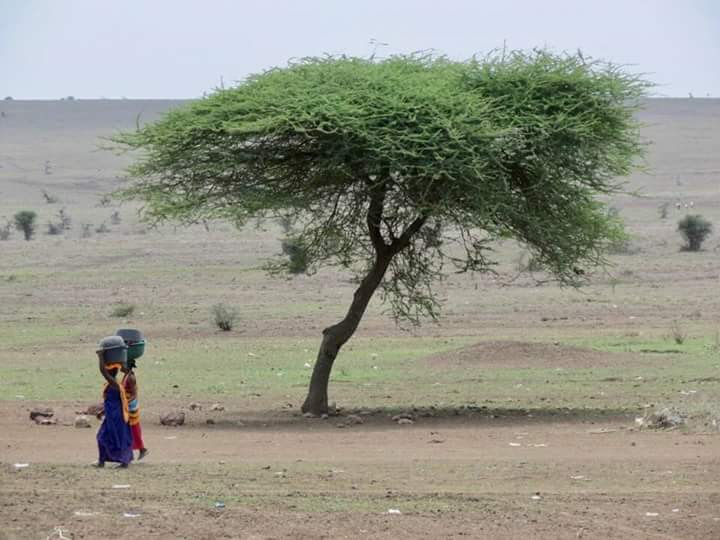 Local Maasai woman walking past an iconic acacia tree in the vast Tanzanian landscape