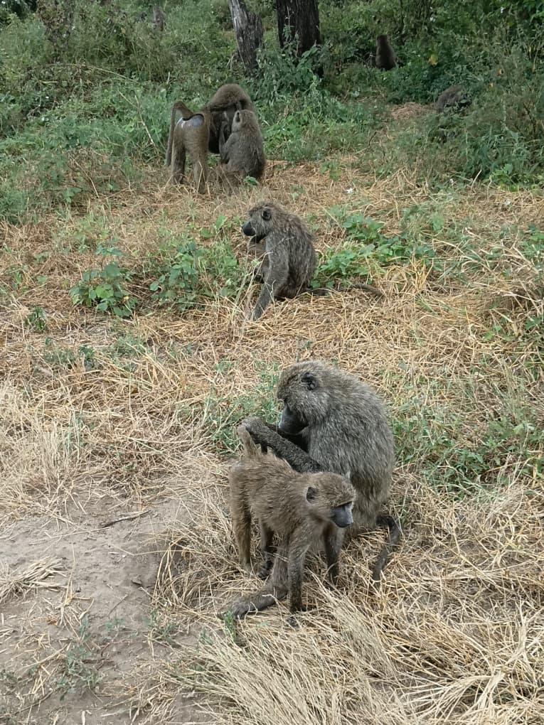 Olive baboon family grooming in Lake Manyara