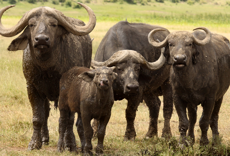 6-Day Ultimate Northern Circuit (Tarangire, Ngorongoro & Serengeti) — luxury Tanzania safari experience