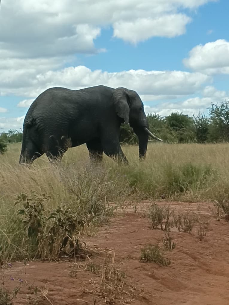 Best Time to Visit Tanzania: Complete Safari Guide